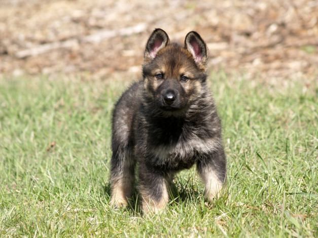 Обои картинки фото животные, собаки