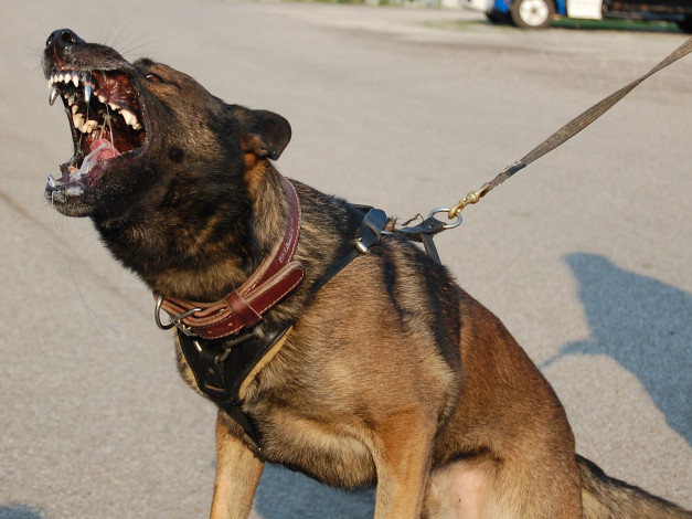 Обои картинки фото животные, собаки