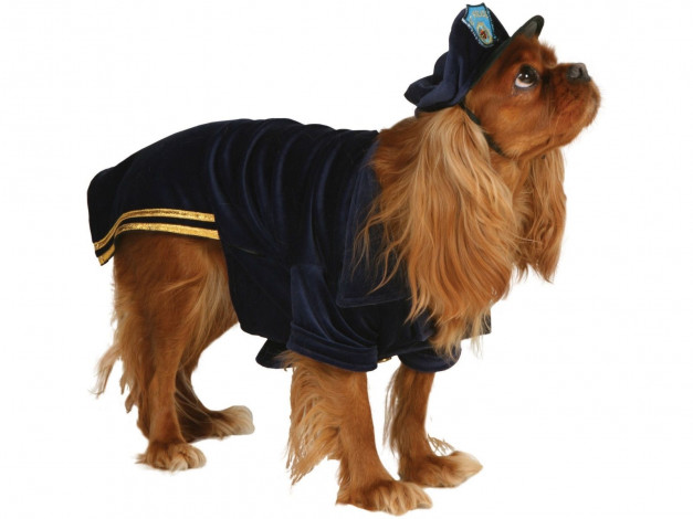 Обои картинки фото животные, собаки