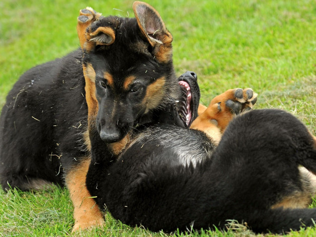 Обои картинки фото животные, собаки