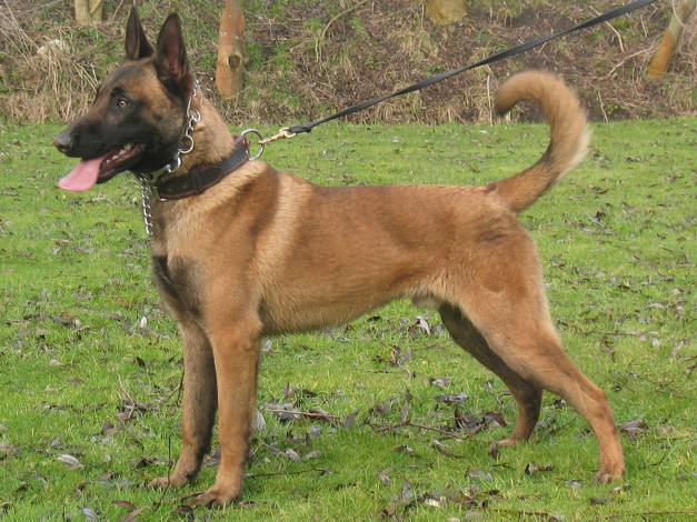 Обои картинки фото животные, собаки