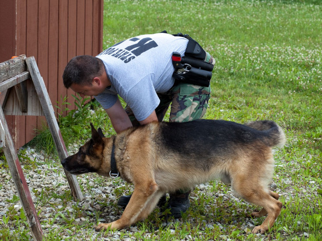 Обои картинки фото животные, собаки