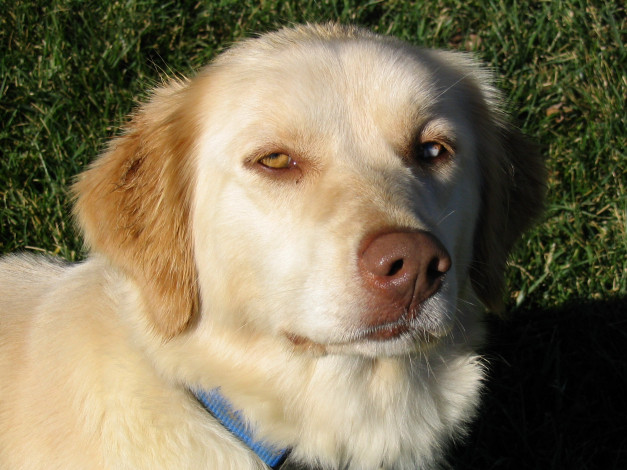 Обои картинки фото животные, собаки