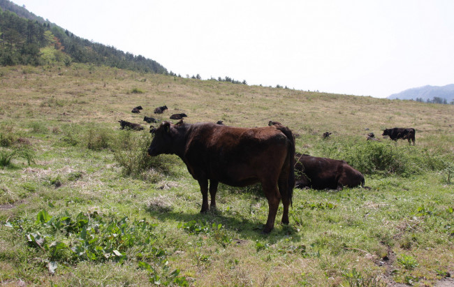 Обои картинки фото животные, коровы, буйволы