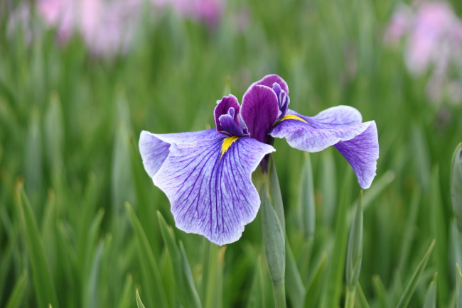 Обои картинки фото цветы, ирисы