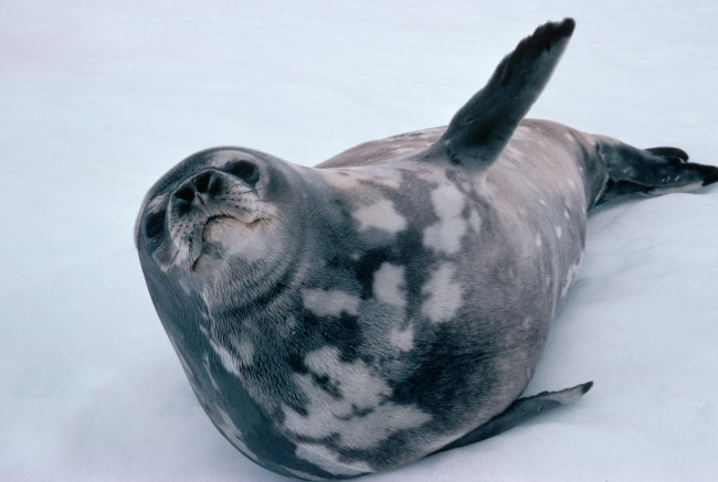 Обои картинки фото животные, тюлени, морские, львы, котики