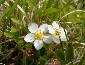 Картинка цветы трава лепестки