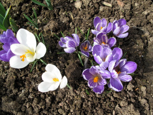 Картинка цветы крокусы