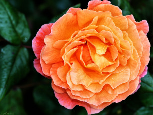 Картинка цветы розы желтая роза