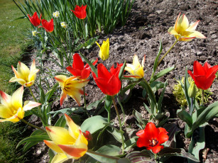 Картинка цветы тюльпаны