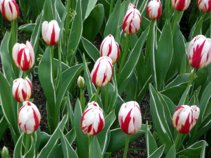 Картинка цветы тюльпаны полосатые