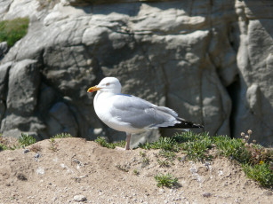 Картинка животные Чайки бакланы крачки вода камни чайка