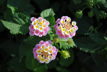 Картинка цветы лантана вербена бутоны листья