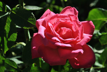 Картинка цветы розы роза