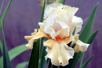 Картинка цветы ирисы лепестки кремовый