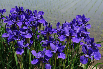 Картинка цветы ирисы сиреневый