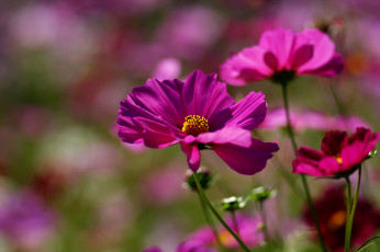 Картинка цветы космея малиновый
