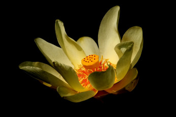 Картинка цветы лотосы лотос