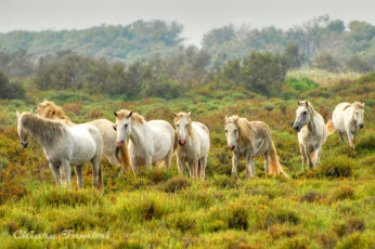 Картинка животные лошади кони много пастбище