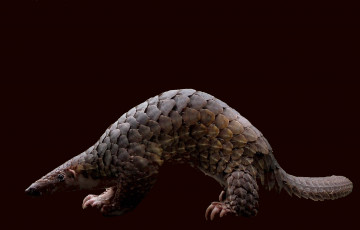 Картинка панголин животные Ящерицы игуаны вараны Ящер