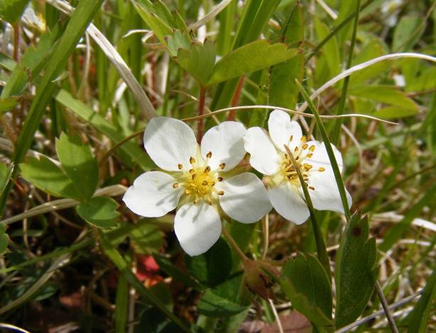 Обои картинки фото цветы, трава, лепестки