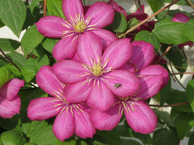 Обои картинки фото цветы, клематис, ломонос, природа, муха