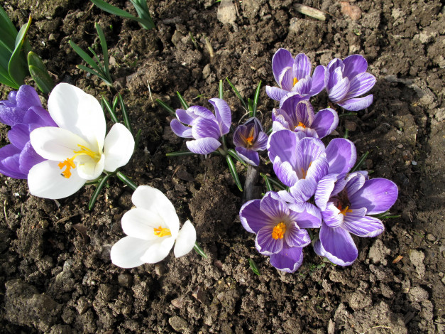 Обои картинки фото цветы, крокусы