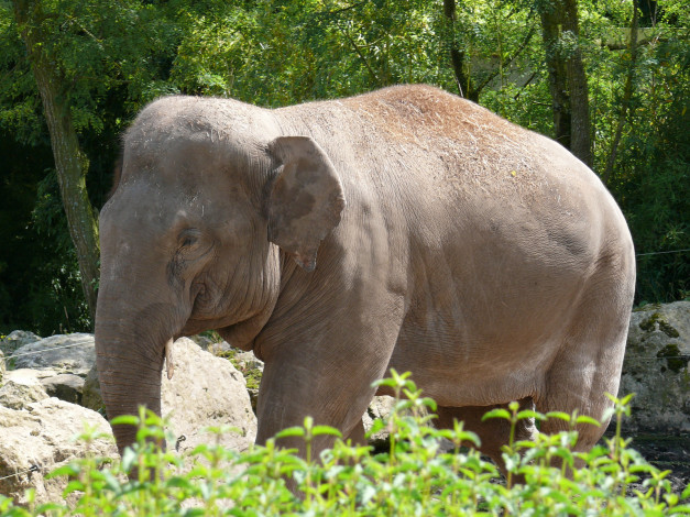 Обои картинки фото животные, слоны