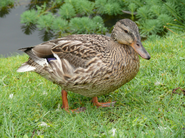 Обои картинки фото животные, утки, утка, лето, трава