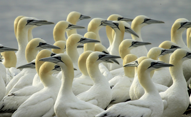 Обои картинки фото животные, олуши, головы, клювы