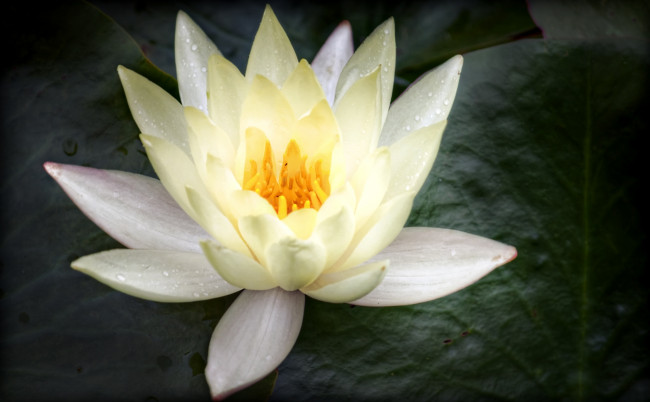 Обои картинки фото цветы, лилии, водяные, нимфеи, кувшинки, лепестки, белый