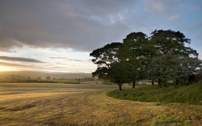 Обои картинки фото природа, поля, облака, деревья