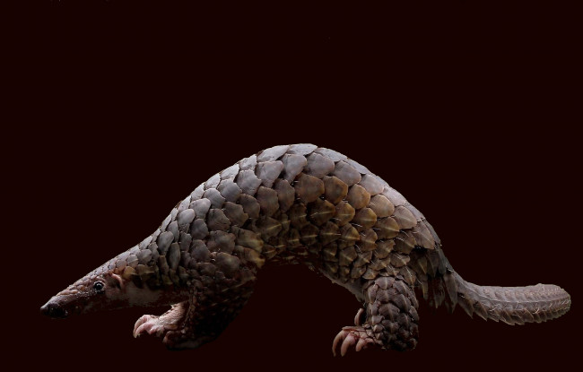 Обои картинки фото панголин, животные, Ящерицы, игуаны, вараны, Ящер