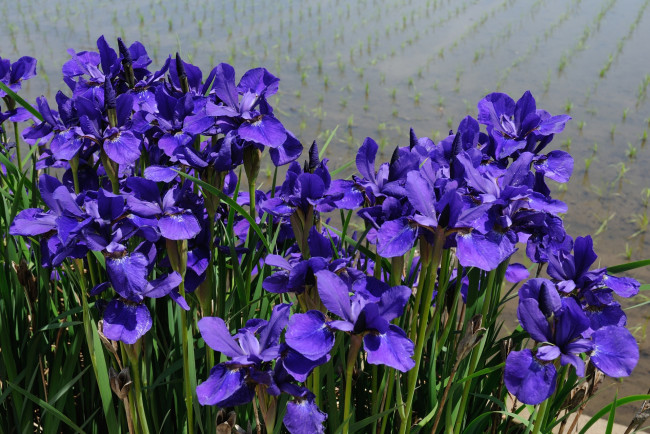 Обои картинки фото цветы, ирисы, сиреневый