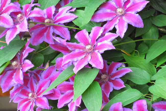 Обои картинки фото цветы, клематис, ломонос, лепестки, листья