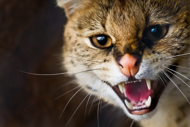 Обои картинки фото животные, сервалы, морда, сервал, оскал