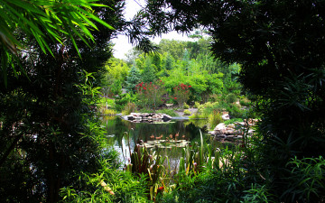 Картинка природа реки озера кусты