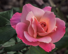 Картинка цветы розы роза