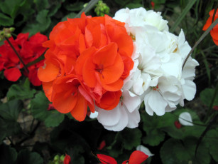 Картинка цветы герань красный белый