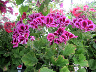 Картинка цветы герань пестрый