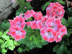 Картинка цветы герань розовый