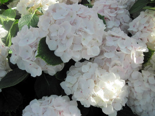 Картинка цветы гортензия белый