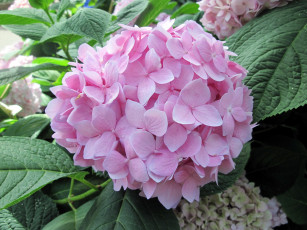 Картинка цветы гортензия розовый