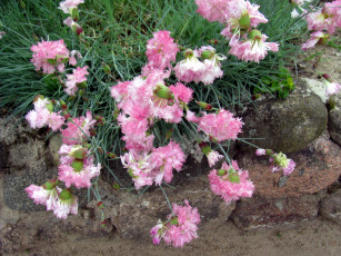 Картинка цветы гвоздики пушистые