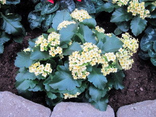 Картинка цветы каланхоэ соцветия