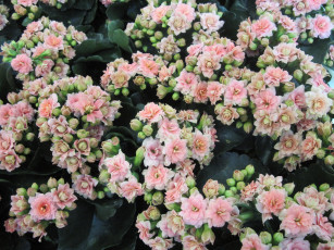 Картинка цветы каланхоэ соцветия