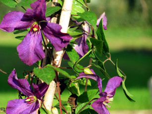 Картинка цветы клематис+ ломонос фиолетовый