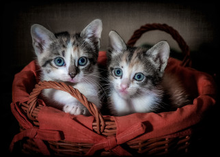 Картинка животные коты киса