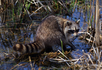 Картинка животные еноты енот