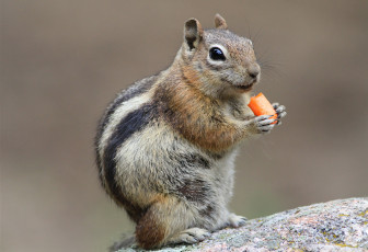 Картинка животные бурундуки бурундучок